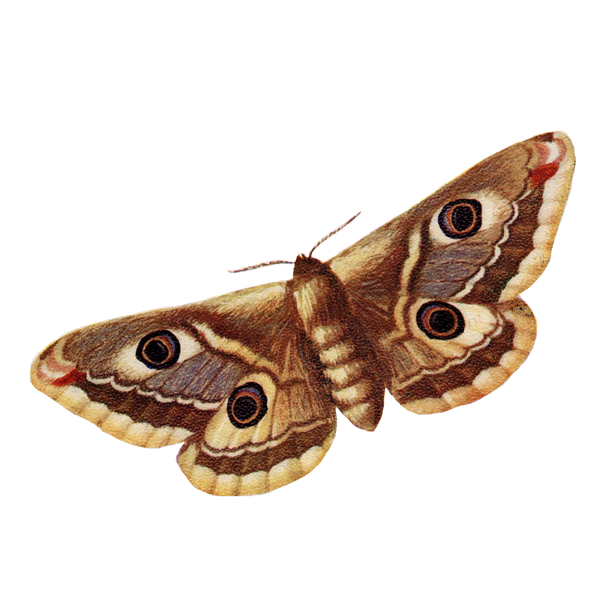 A detailed illustration of a large moth with brown, beige, and cream wings featuring prominent eye-like spots, isolated on a solid white background.