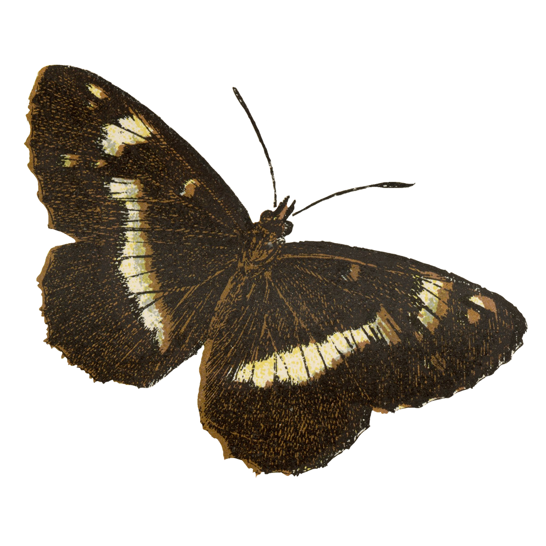A preserved butterfly specimen with dark brown wings featuring broad cream-white bands, shown against a plain white background.